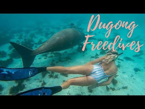 Brinkley Davies Freedives with a Dugong!