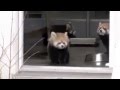 Cute Little Red Baby Panda Scared by Zookeeper - Super Cute