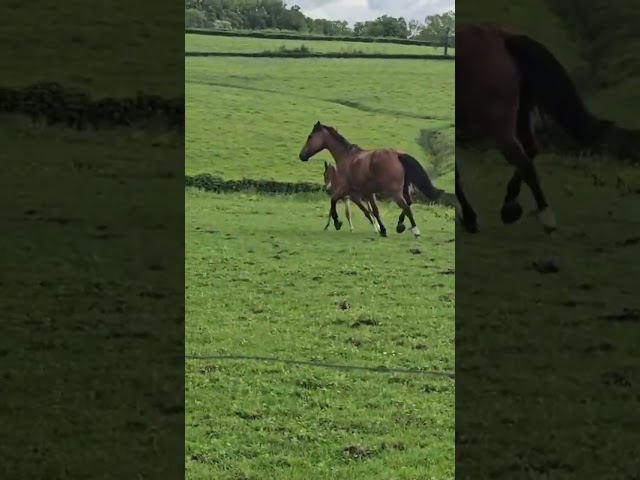Poulini&egrave;re &agrave; vendre