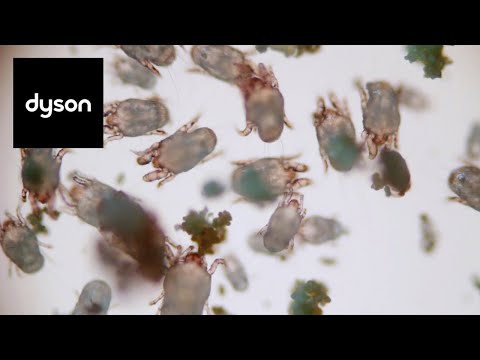 YouTube video about: Does uv light kill dust mites?