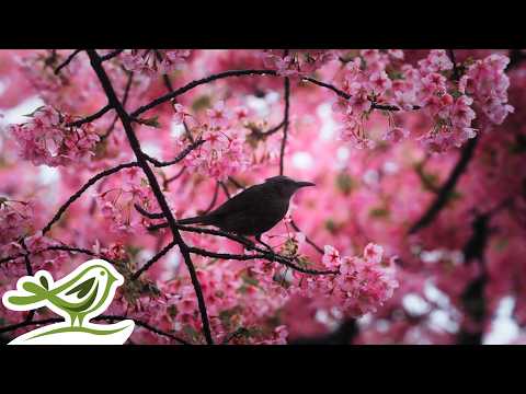 Peder B. Helland - Monday | 1 Hour of Peaceful & Soft Piano Music