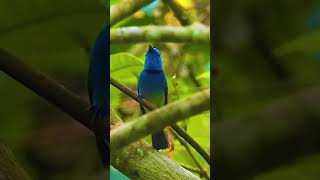 Download lagu Burung KEHICAP RANTING / SELENDANG BIRU di alam liar #shorts #birds #nature #kicaumania mp3