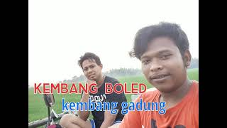 Download lagu KEMBANG BOLED KEMBANG GADUNG lagu sisindiran mp3 Download lagu KEMBANG BOLED KEMBANG GADUNG lagu sisindiran mp3