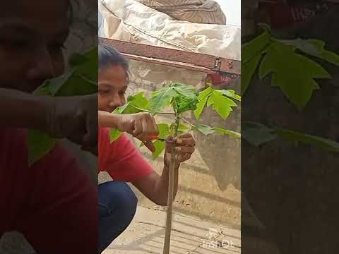 Papaya plant/hard pruning/cutting/ papaya plant hard pruning