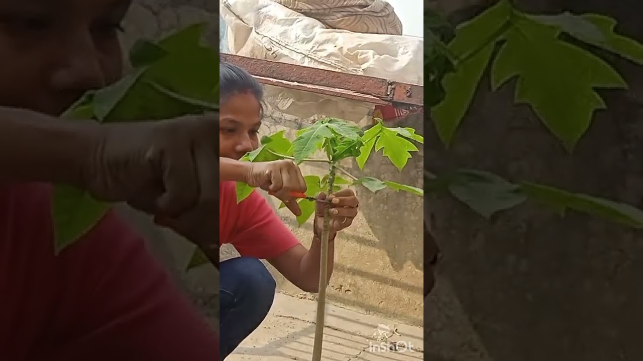 Papaya plant/hard pruning/cutting/ papaya plant hard pruning