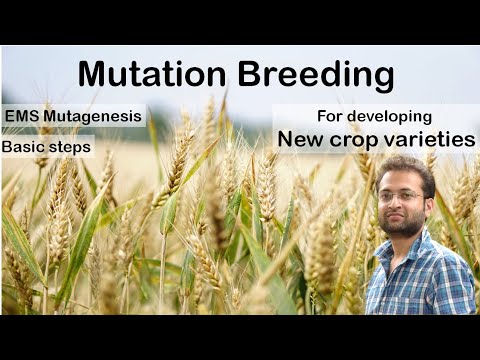 What is mutation breeding? How EMS mutagenesis works to develop new plant varieties? Mutation