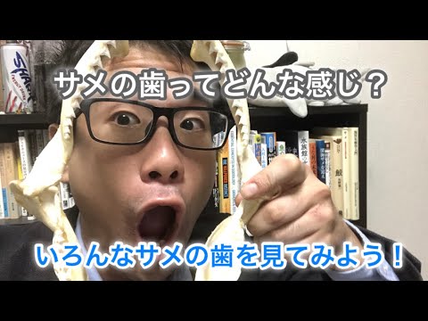 古代ザメの歯を手に入れたついでに、サメの歯の形について簡単解説！
