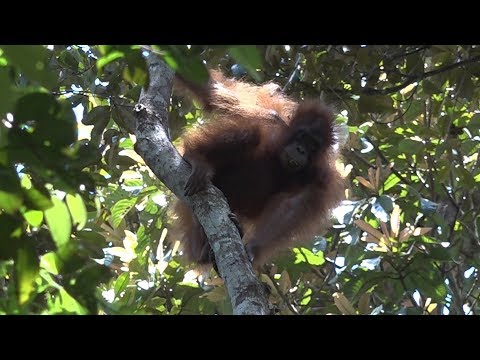 Save the orangutans of Borneo !