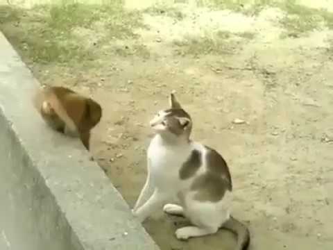 viral cat on facebook 2017