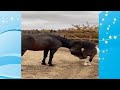 The Large Horse Successfully Breeding With The Dwarf Pony