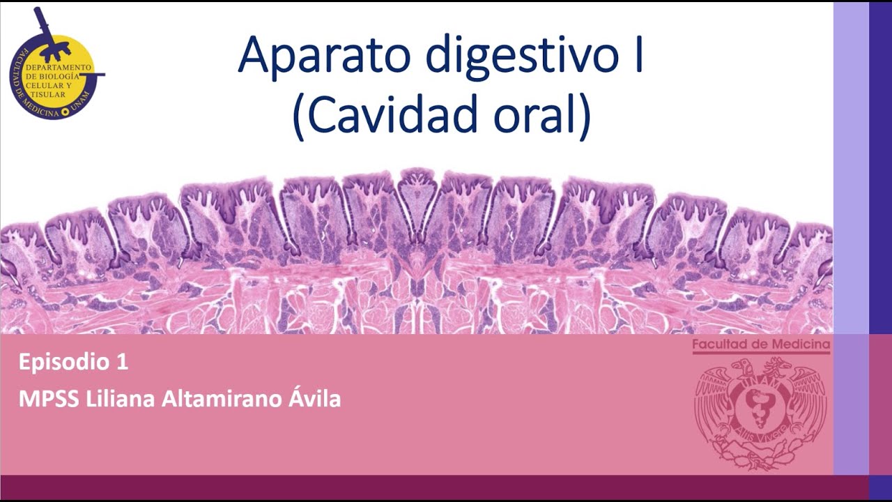 Temp3 Digestivo1 Cavidad Oral