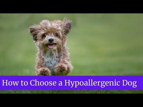 YouTube video about: Are sheep dogs hypoallergenic?