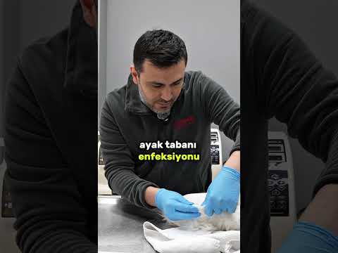 Kedim neden topallıyor?