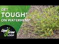 Control Waterhemp With This New Option for Corn