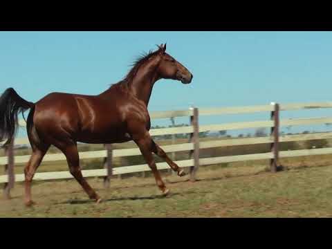 04 - ARAMIS TOLL FAME EMZ