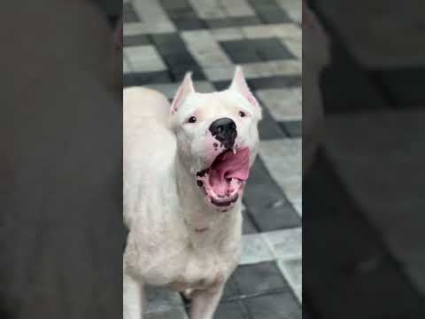 Kunjan😈#youtubeshorts #dogoargentino #pitbull #dog