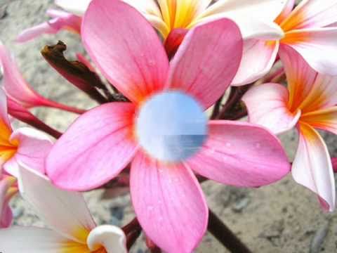 Heilala Tangitangi - Salote Moli Tu'ipulotu