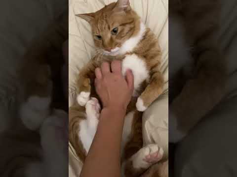 Cats hate belly rubs. But my cat lets me to rub his belly because he loves me so much.