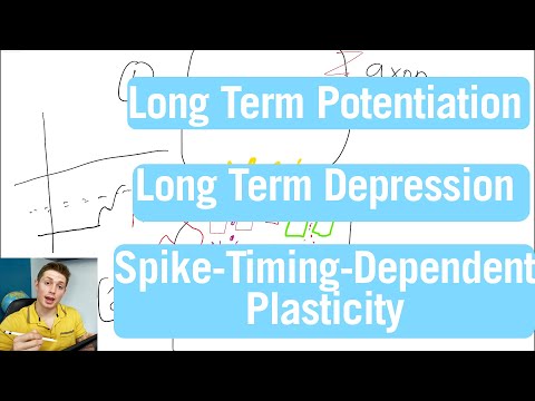 Brain Synapse Plasticity: LTP, LTD, and STDP | 22nd Week in Medical School