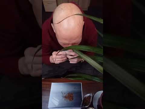 TYTATE-CHVD CX RAPOLAND