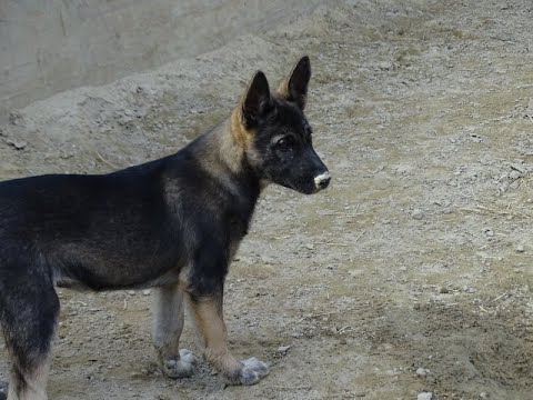 Unsere Sandros Leisha Dogs und wie sie so sind