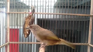 Download lagu nyanyian merbah belukar suara merdu mp3