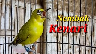 Download lagu Pleci Dakbal Shoot Walnuts mp3