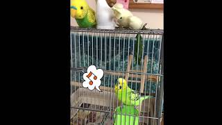 閉めちゃうインコ