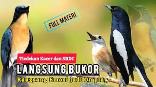 Download lagu TERBUKTI AMPUH, MERANGSANG EMOSI TLEDEKAN GUNUNG, SRDC DAN KACER mp3