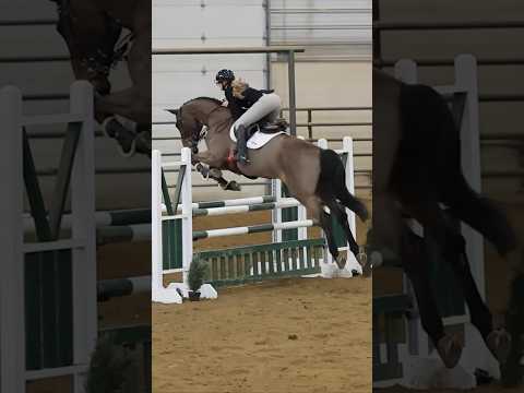 Noodle was SO STRONG but a STAR nonetheless day 1 & won our 1.10 class!!🙌🏼 🥇 #fyp #horse