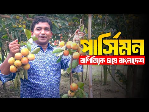 পার্সিমন- বাণিজ্যিক চাষে বাংলাদেশ-পার্ট-০৩- Persimmon- commercial variety