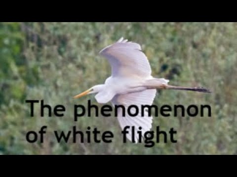 Is ’white flight’ a slow-motion form of ethnic cleansing?