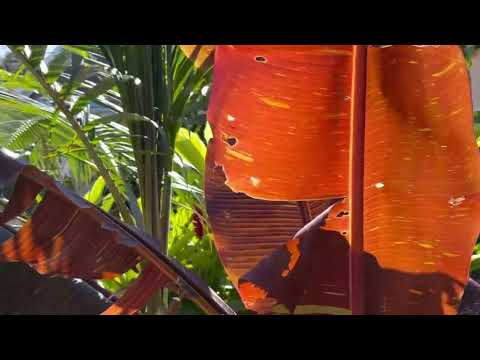 Miniature vidéo Jardin974 — Le métier en images