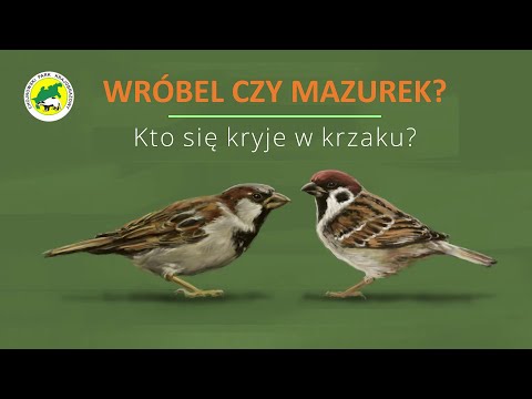 Wróbel czy mazurek? Kto się kryje w krzaku / House sparrow or Tree sparrow?