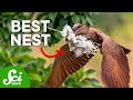7 Insane Bird Nests That Will Change How You Think About Birds