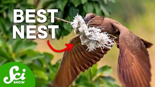 7 Insane Bird Nests that Will Change How You Think About Birds