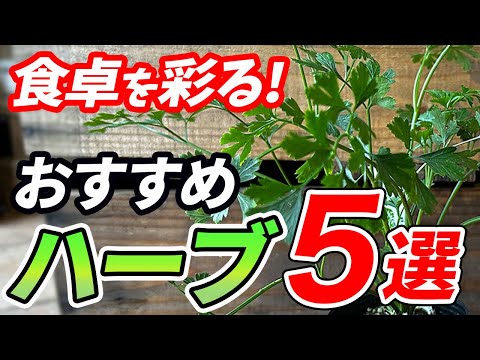 料理用ハーブの栽培: これが仕組みです トピックス