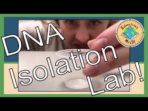 The Blueprint of Life: Extracting DNA at Home