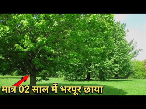 Top 05 fast growing Shade Giving Trees in India