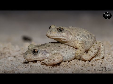 Alyte accoucheur ponte et naissance - Alytes obstetricans -