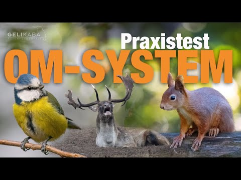 Wie gut ist OM-System für die Wildtierfotografie? Praxistest OM1 Mark II + ED 150-400mm F4.5 IS PRO