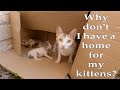 Trying To Save Mama S Cat And Her One Week Old Kittens