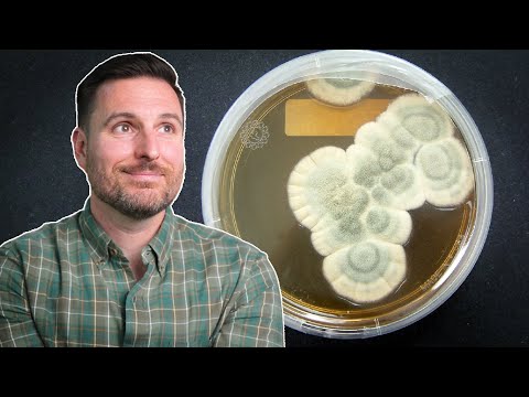 Penicillin: Von Fleming zur Apotheke