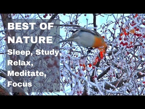 Birds Singing 10 hours | Cuckoo and Nightingale | Sleep, Study, Relax, Meditate, Focus