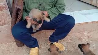 تربية الجرو 🌹Criando um filhote