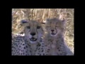 Really Wild Animals 1993 Preview