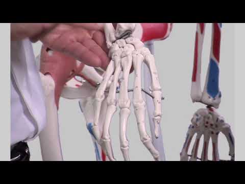 Surface anatomy of the upper limbs