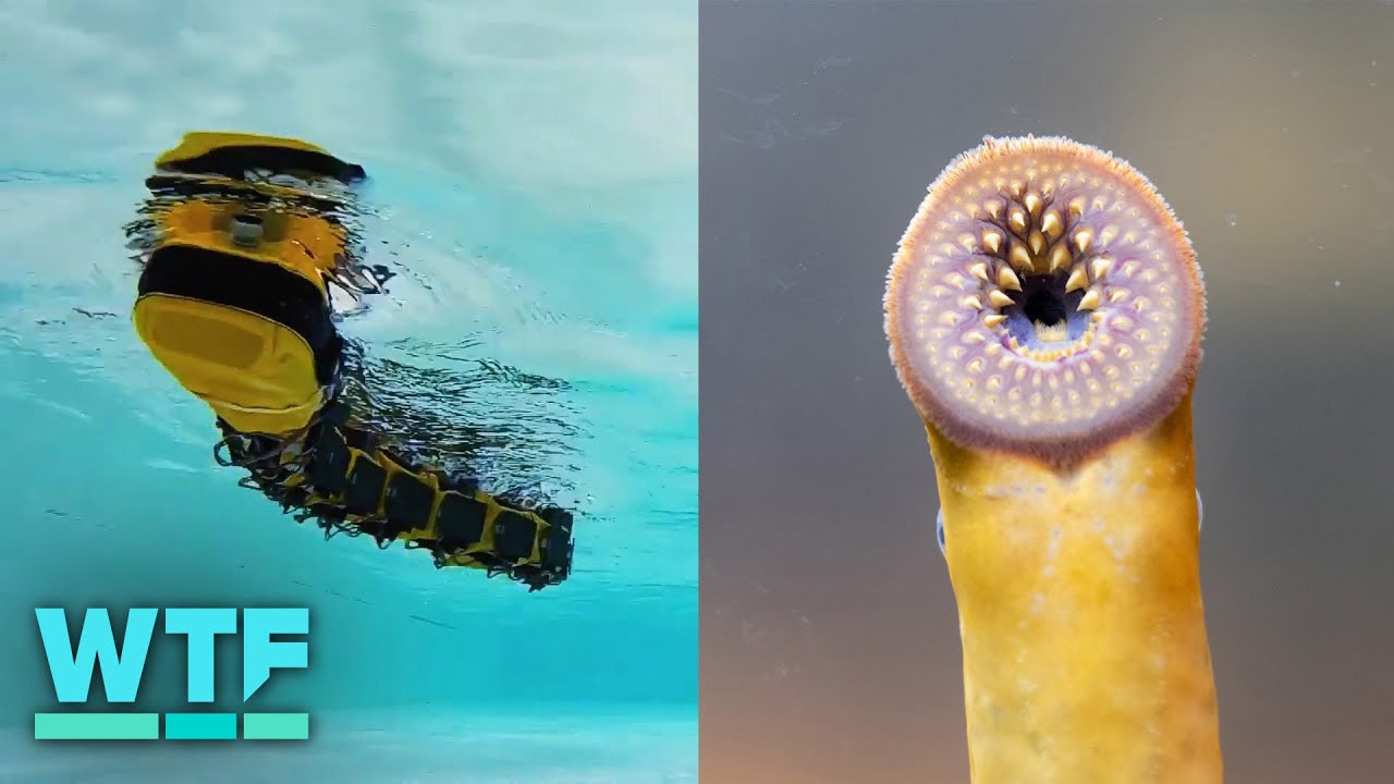 Swimming robot inspired by ancient blood-sucking parasite