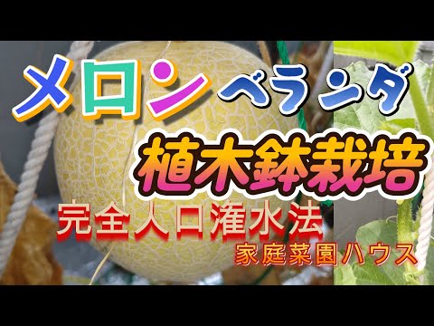 おいしいメロンの選び方のヒント