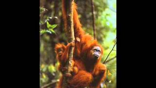 Humate & Rabbit In The Moon - East (The Opium Den Mix)